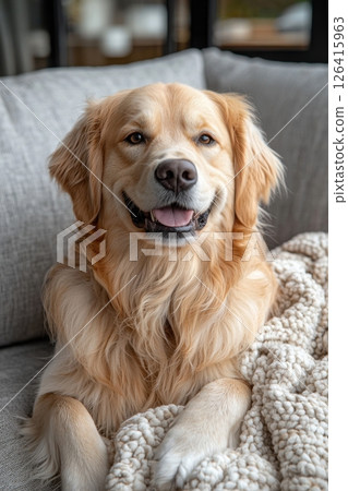 Golden retriever resting on a sofa with a cozy blanket indoors 126415963