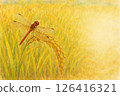 A red dragonfly that hangs on rice 126416321