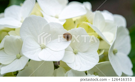 White hydrangea flower and snail 126416353