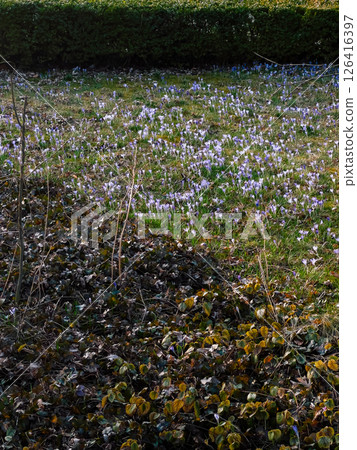 Purple crocuses blooming vibrantly in lush green meadow during spring, nestled near verdant hedge and scattered dry leaves, while sunlight gently illuminating delicate flowers. Vibrant purple crocuses Purple crocuses blooming vibrantly in lush green meadow during spring, nestled near verdant hedge and scattered dry leaves, while sunlight gently illuminating delicate flowers. Vibrant purple crocuses 126416397