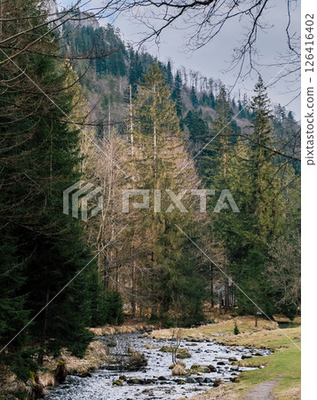Flowing smoothly through picturesque valley, small river meanders among coniferous and deciduous trees, all beneath beautifully cloudy sky in tranquil mountains. Serpentine river, deciduous trees 126416402