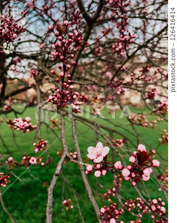 Blossom starts covering tree branches, blossom shines in soft spring light, blossom season brings beauty and bloom, blossom reflects peace and freshness of early spring days. Flower opens among buds 126416414