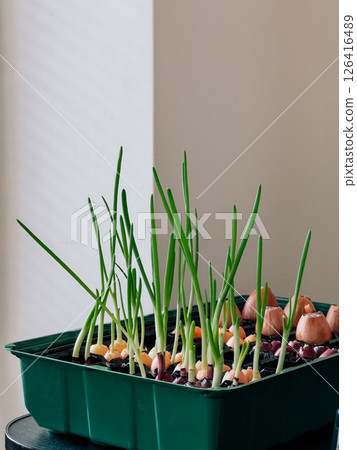 Green onions are growing from small bulbs in plastic container with water, showcasing process of indoor gardening and sustainable food practices. Green onions sprouting from small bulbs in container 126416489