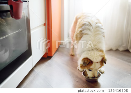 Hungry fluffy mixed breed dog waiting for feeding in the kitchen 126416508