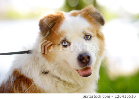 Vertical portrait of a large fluffy mixed breed dog Vertical portrait of a large fluffy mixed breed dog 126416530