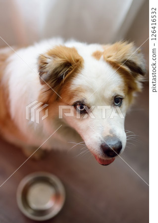 Hungry fluffy mixed breed dog waiting for feeding in the kitchen Hungry fluffy mixed breed dog waiting for feeding in the kitchen 126416532