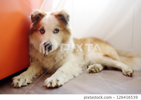 Large fluffy mixed breed dog lies by the refrigerator in a bright modern kitchen Large fluffy mixed breed dog lies by the refrigerator in a bright modern kitchen 126416539