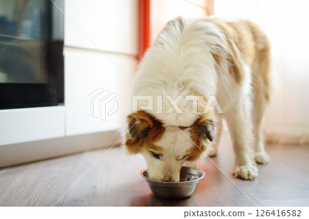 Mother puts her crying newborn baby in the stroller to help him fall asleep. Sweet newborn boy or girl. Hungry or tired baby screams loudly 126416582
