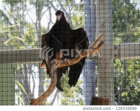 楔鷹 羅克漢普頓動物園 羅克漢普頓植物園 楔鷹 羅克漢普頓動物園 羅克漢普頓植物園 126416689