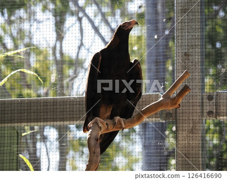Wedge Eagle Rockhampton Zoo Rockhampton Botanic Gardens Wedge Eagle Rockhampton Zoo Rockhampton Botanic Gardens 126416690