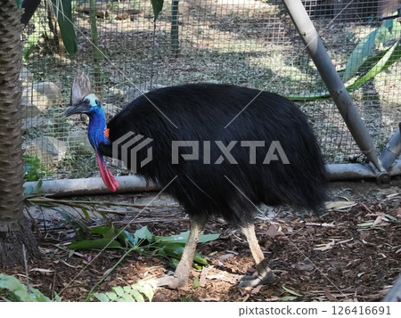 食火雞 羅克漢普頓動物園 羅克漢普頓植物園 126416691