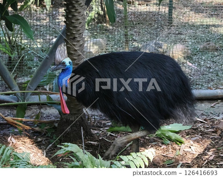 Cassowary Rockhampton Zoo Rockhampton Botanic Gardens Cassowary Rockhampton Zoo Rockhampton Botanic Gardens 126416693