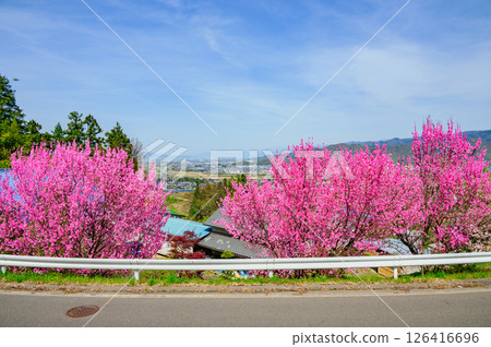 Peach blossoms and Zenkoji Plain [Chikuma City] 126416696