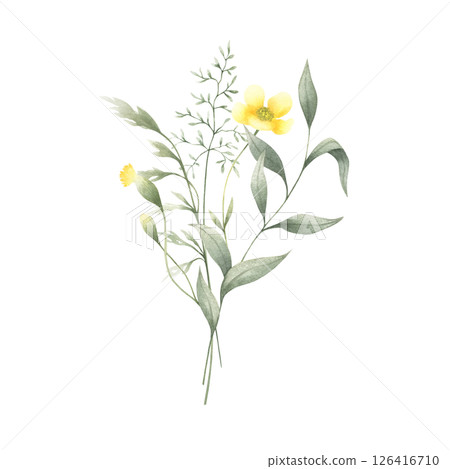 Wildflowers buttercup, buds of dandelion and meadow grasses isolated from background. Hand drawn watercolor floral illustration of yellow flowers for fabric print, packaging, cards and stickers. Wildflowers buttercup, buds of dandelion and meadow grasses isolated from background. Hand drawn watercolor floral illustration of yellow flowers for fabric print, packaging, cards and stickers. 126416710