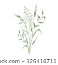Meadow green grasses, four various field thin herbs. Hand drawn herbal watercolor illustration. Composition isolated from background. Sketch of wild greenery for natural, farm and rustic design. 126416711