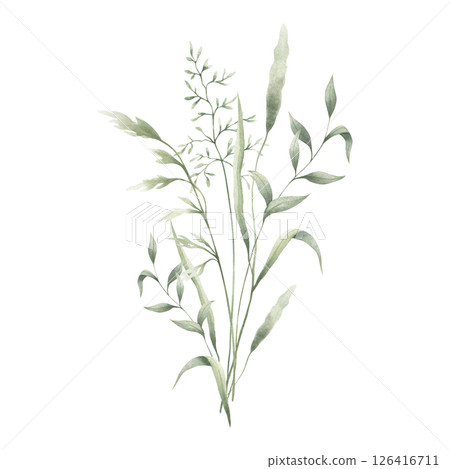 Meadow green grasses, four various field thin herbs. Hand drawn herbal watercolor illustration. Composition isolated from background. Sketch of wild greenery for natural, farm and rustic design. 126416711