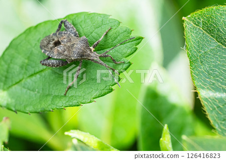 Hojoki bug 126416823