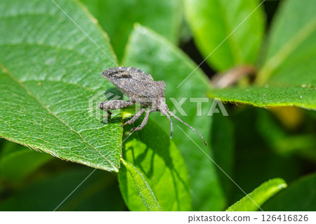 Hojoki bug 126416826