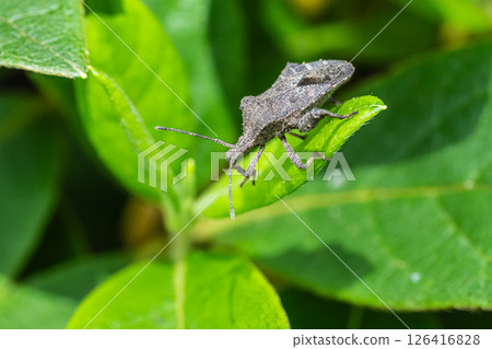 Hojoki bug 126416828