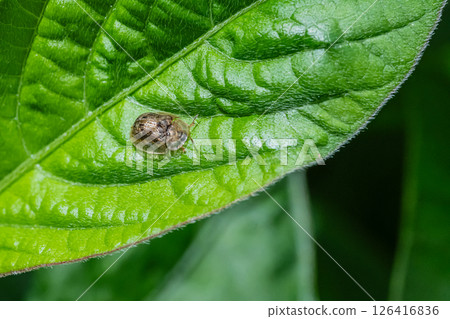 Yotsu Monkey Beetle 126416836