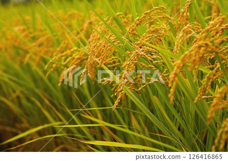 Rice ears close to harvest Image of new rice 126416865