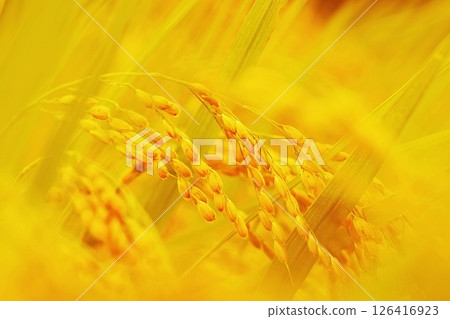 Rice field 126416923
