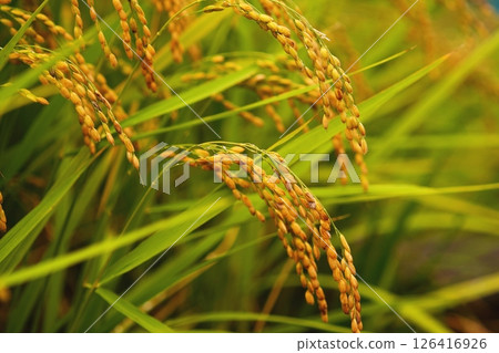 Rice ears close to harvest Image of new rice 126416926