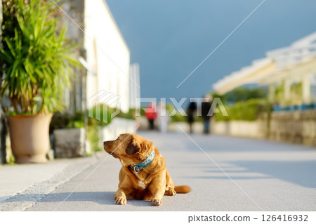 A large beautiful dog lies on the embankment 126416932