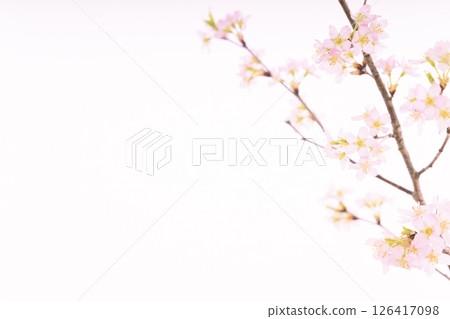 櫻花（白背） 126417098