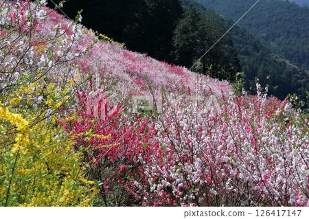 點綴山村山坡的桃花(高知縣仁澱川町久喜) 點綴山村山坡的桃花(高知縣仁澱川町久喜) 126417147