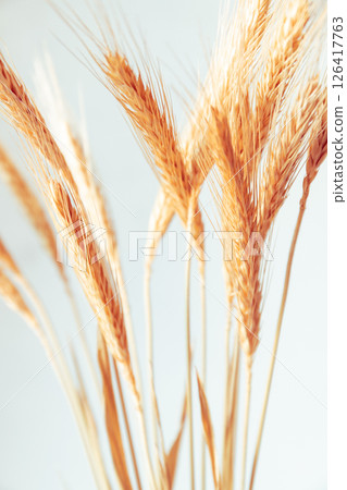 Macro view of dry ears of wheat against light background 126417763