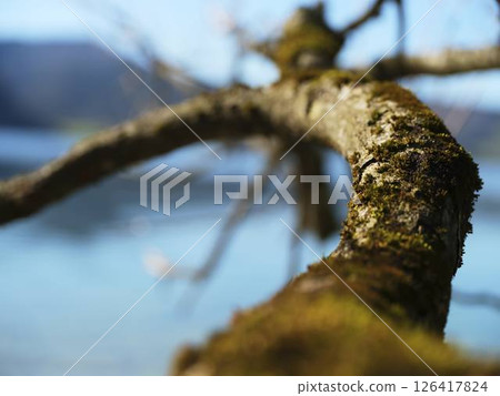 Focused view of a moss-covered branch near a serene lake on a clear day in nature 126417824