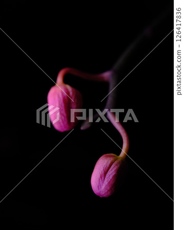 Delicate pink flower buds emerge against a dark background in a tranquil moment of nature's beauty Delicate pink flower buds emerge against a dark background in a tranquil moment of nature's beauty 126417836