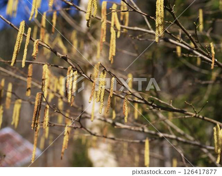 Springtime nature showcases hanging catkins from trees in a forest, highlighting vibrant yellow hues against a clear blue sky 126417877