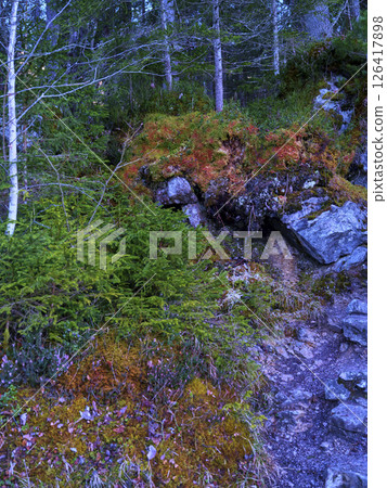 Vibrant forest trail featuring colorful foliage and rocky terrain in autumn Vibrant forest trail featuring colorful foliage and rocky terrain in autumn 126417898