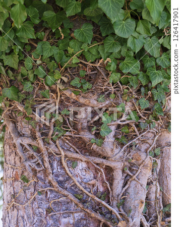 Lush green ivy intertwines with a tree trunk in an urban park, showcasing nature's resilience and beauty Lush green ivy intertwines with a tree trunk in an urban park, showcasing nature's resilience and beauty 126417901