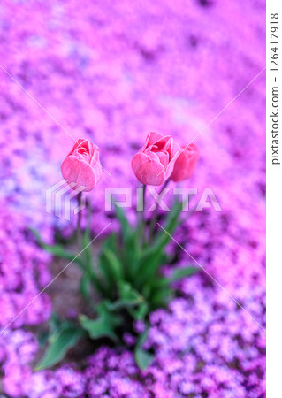 Tulips floating in a sea of pink 126417918