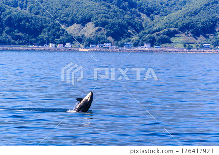 The majestic ocean and orca breaching (Rausu, Hokkaido) The majestic ocean and orca breaching (Rausu, Hokkaido) 126417921