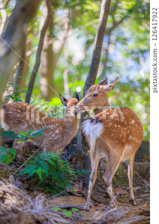 Mother and child Yakushima deer huddled together in the forest Mother and child Yakushima deer huddled together in the forest 126417922