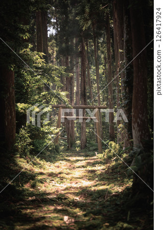 Mysterious forest and wooden torii gate (Oyama Shrine, Yakushima) Mysterious forest and wooden torii gate (Oyama Shrine, Yakushima) 126417924