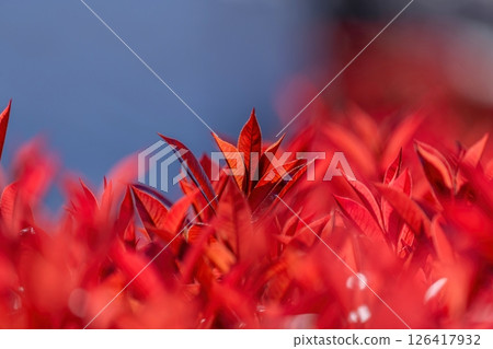 The fiery red leaves of the Japanese photinia shining in the light The fiery red leaves of the Japanese photinia shining in the light 126417932