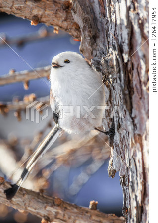 The warmth of the trees and the gaze of the long-tailed tit The warmth of the trees and the gaze of the long-tailed tit 126417953