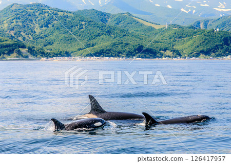 A mother and baby killer whale swimming off the coast of Rausu 126417957