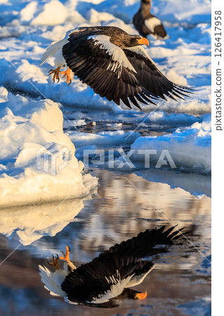 The champion, the Steller's sea eagle, descends onto the ice The champion, the Steller's sea eagle, descends onto the ice 126417958