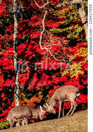 Autumn in Nara with the leaves turning red and deer playing Autumn in Nara with the leaves turning red and deer playing 126417959