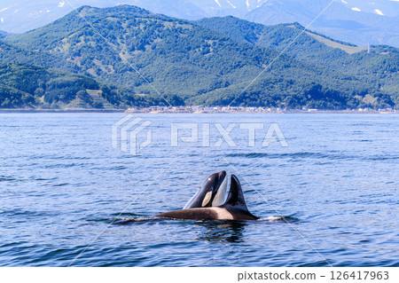 A moving moment woven by the love of killer whales and the sea of Rausu 126417963