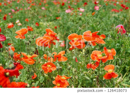 Poppies blooming in Kokaigawa Fureai Park Poppies blooming in Kokaigawa Fureai Park 126418073
