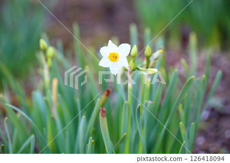 水仙花日本水仙花 126418094