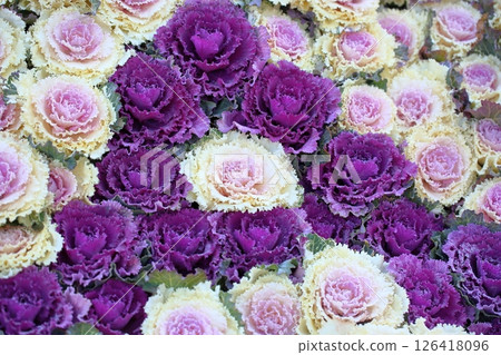 哈伯坦花 126418096