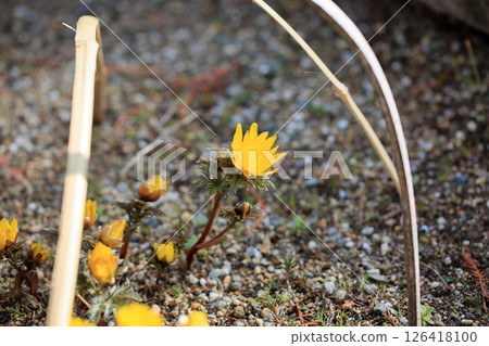 Flower of Fukujou 126418100